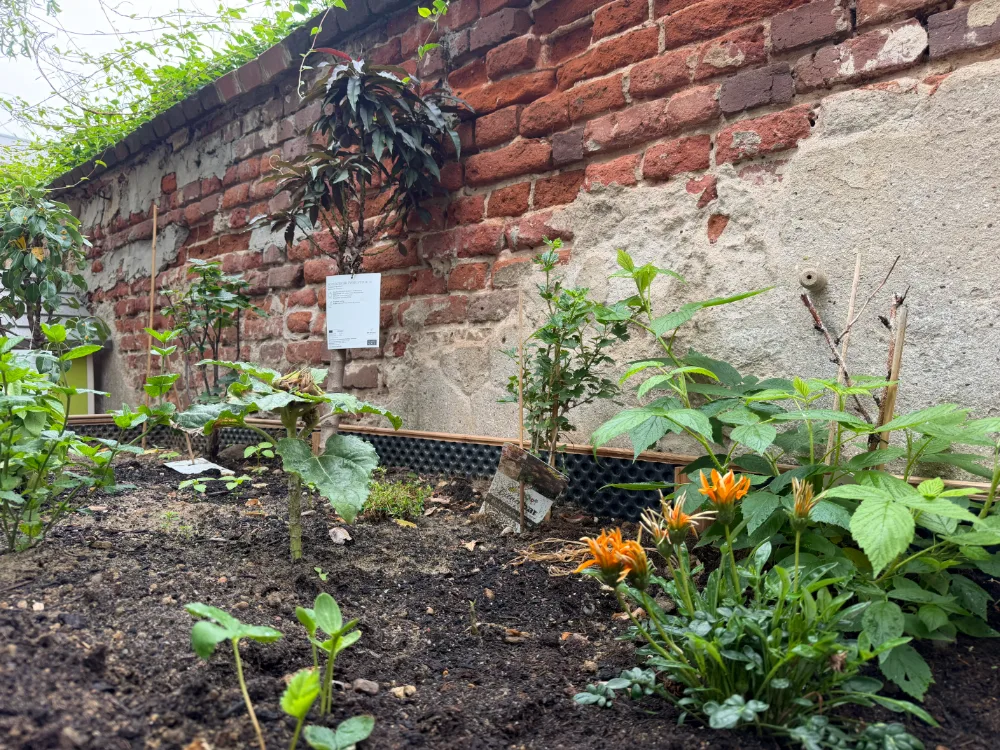 Junge Pflanzen und Blüten im Hochbeet